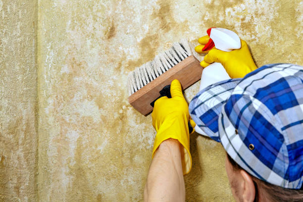 Best Forensic Mold Investigation  in Timmonsville, SC