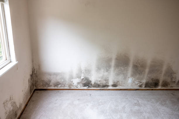 Best Mold-Related Health Consultation  in Timmonsville, SC