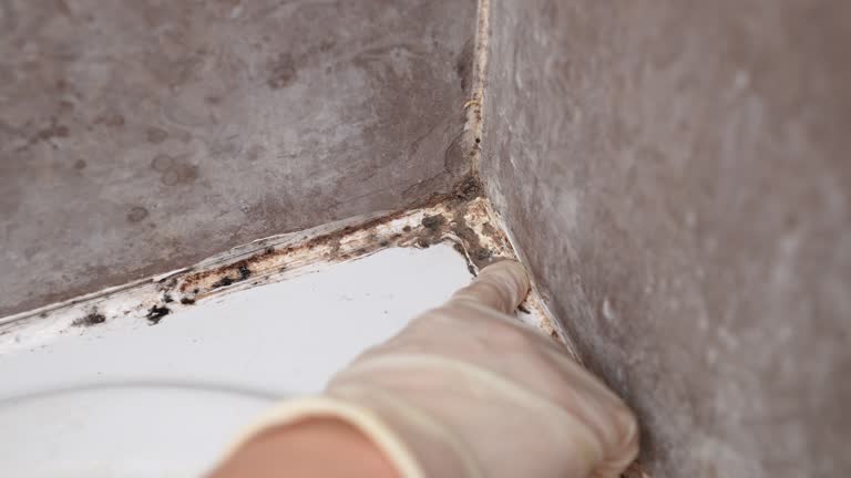Mold Odor Removal Services in Timmonsville, SC